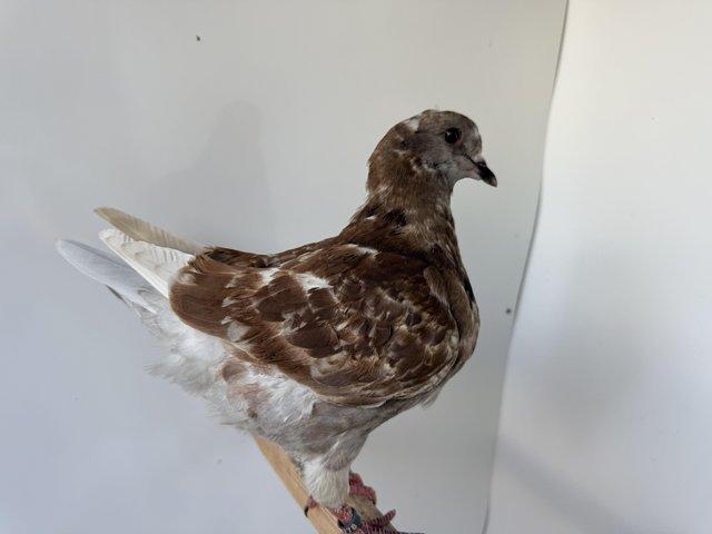 This years young King Pigeons various colours — Pets & Animals in Witham