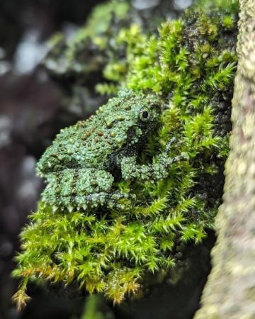 Image 2 of Mossy Frogs Theloderma corticale cb24