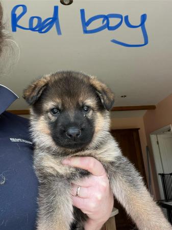 Image 6 of KC registered German Shepherd puppies