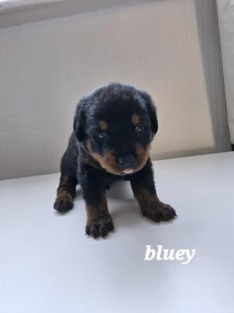 Image 2 of 4 left !!! rottweiler pups for sale, 1 boy and 4 girls ??