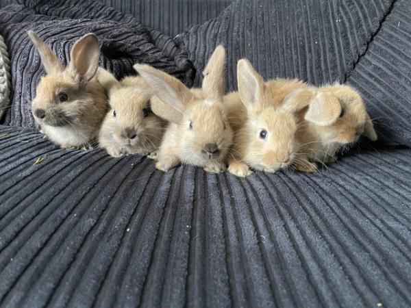 Image 4 of Beautiful mini lop type baby bunnies