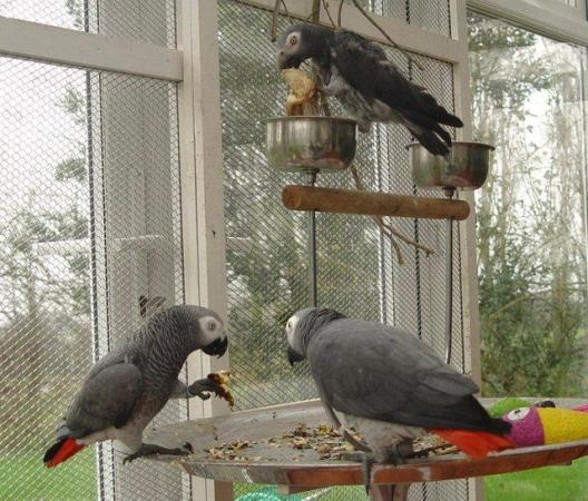 Image 1 of ANY UNWANTED PARROTS / BIRDS WELCOME