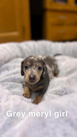 Image 9 of miniature dachshund puppies