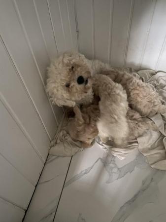 Image 5 of Poochon puppies for sale