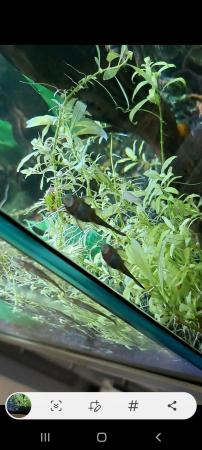 Image 3 of Loads of bristlenose plecs looking for a new home £2 each