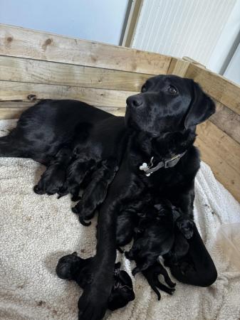 Image 3 of Labrador x spaniel puppies