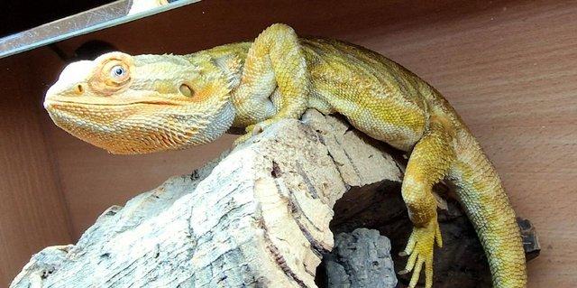 Preview of the first image of Proven Male Bearded Dragons + viv setup.