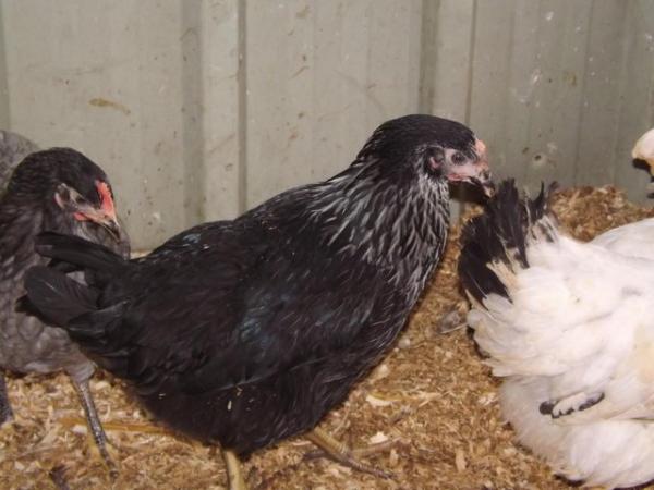 Image 2 of For Sale Blackrock Pullets/Hens