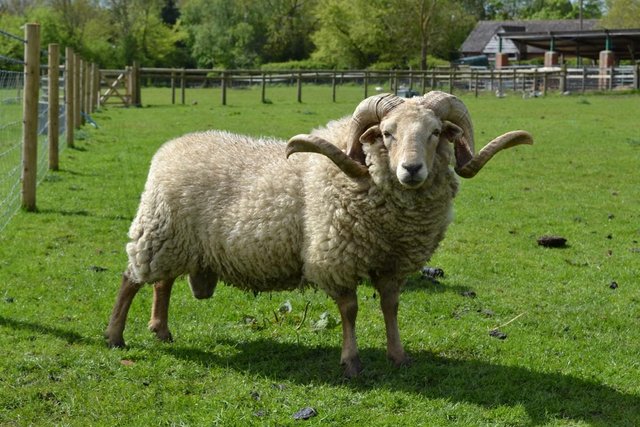 Preview of the first image of Portland horn ram wanted (organic).