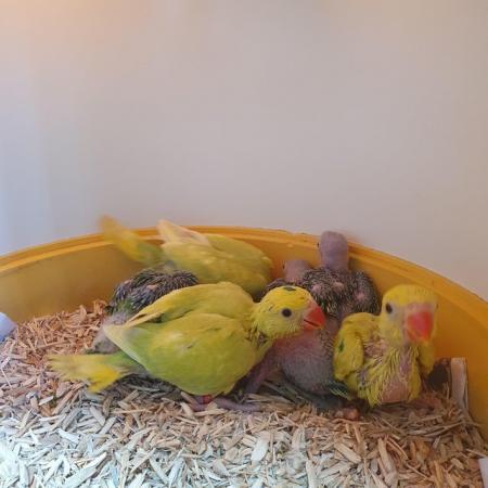 Image 1 of Indian ringneck baby birds available