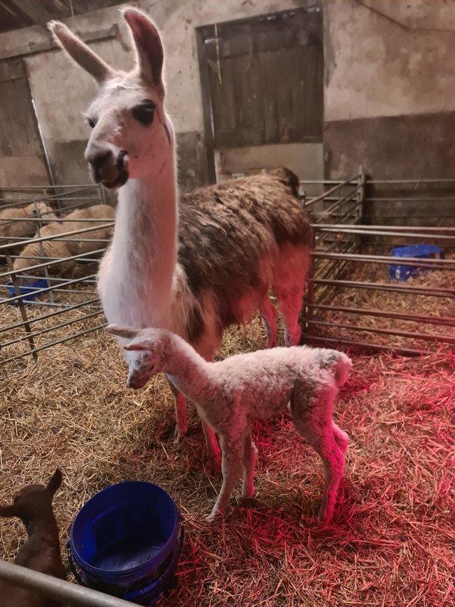 Preview of the first image of Female llama and her female Cria.