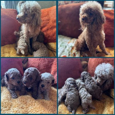 Image 2 of Beautiful Ruby red toy poodle's