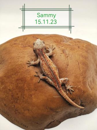 Image 4 of 2023 Gargoyle Gecko Juveniles - Mixed Morphs