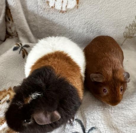 Image 3 of Gorgeous boy guinea pigs