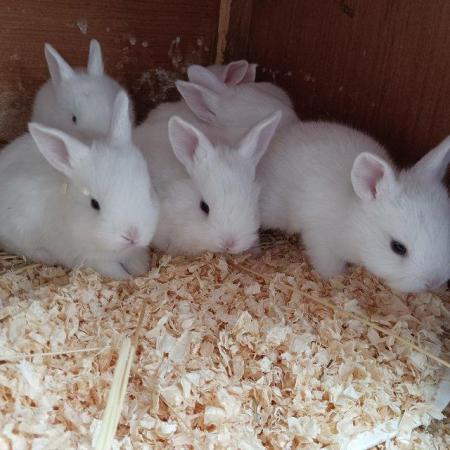 Image 3 of Blue eyed white rescued baby rabbits