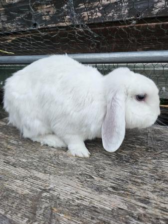 Image 2 of Bonded male and female rabbits