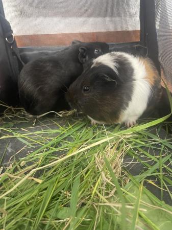 Image 5 of 4 month old male gunipigs looking for a new home