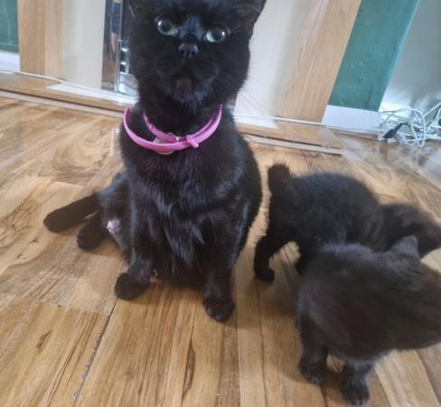 Image 2 of 3 Little Full Black Kittens