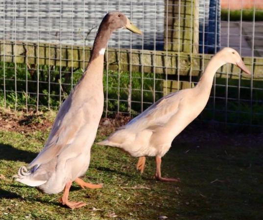 Image 1 of INDIAN RUNNER DUCKLINGS - HAND RAISED, PURE BRED APRICOT