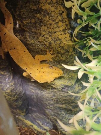 Image 2 of Young male crested gecko ready for a new home available