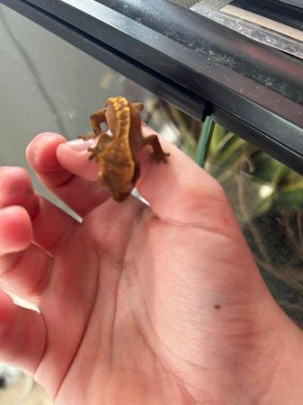 Image 3 of 1-3 month old baby crested gecko