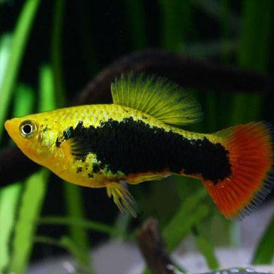 Image 4 of 1.50 each Platy fish for sale very pretty!!
