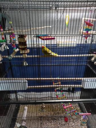 Image 2 of Male and female parakeet plus large cage for sale