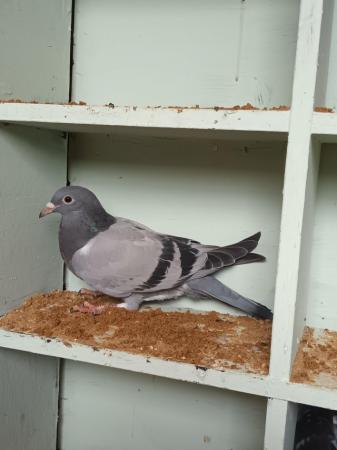 Image 2 of 2024 Racing Pigeons for sale - Squeakers - Eye Suffolk