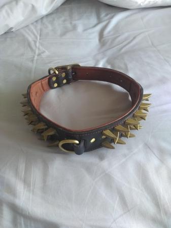 Image 5 of Dog collar with brass studs