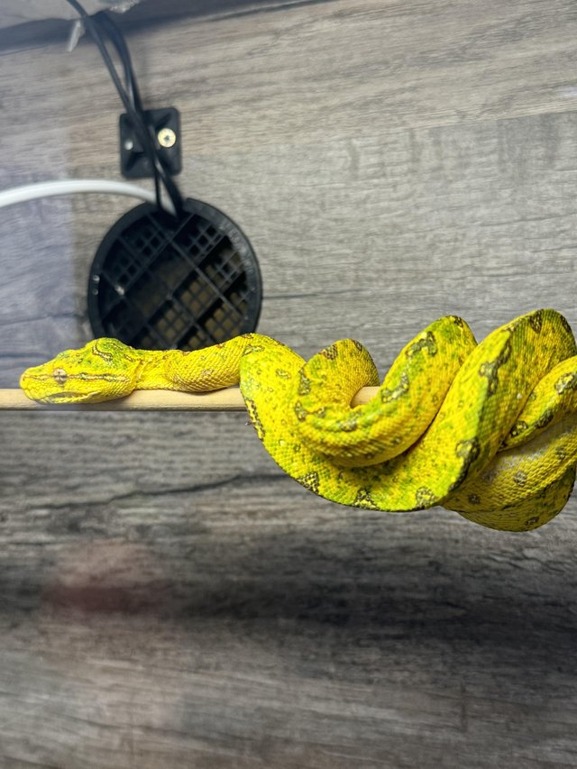 Preview of the first image of Green Tree Python Biak unsexed..