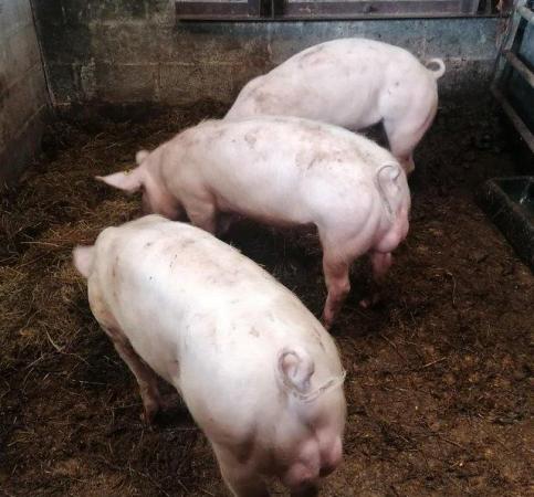 Image 1 of 2 large white/ pietrain boars for sale