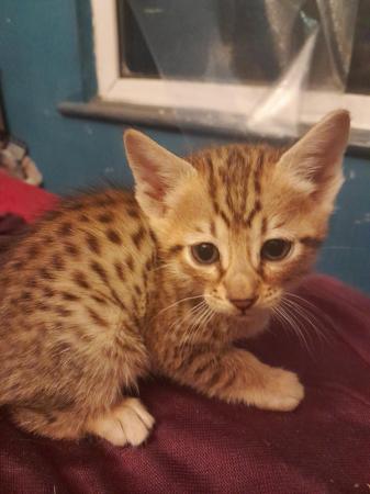Image 3 of Female savannah f4 kitten for sale.