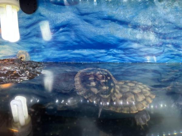Image 4 of 2 x map turtles and 1 x musk turtle with full setup for sale