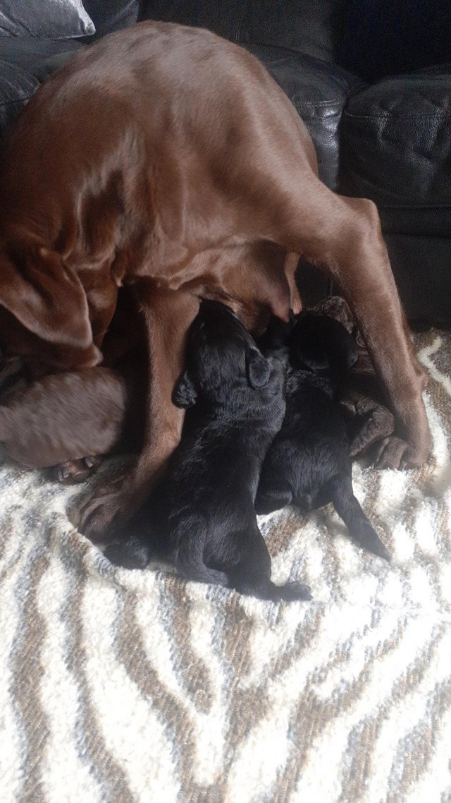 Preview of the first image of F1 miniature labradoodle babies ..