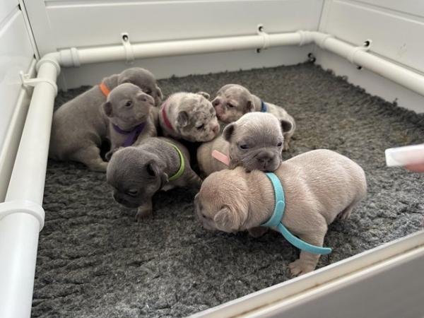 Image 44 of French bulldog Puppys quality litter PP avail