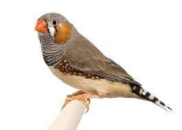 Image 2 of Beautiful Young Zebra Finch PAIRS for Sale