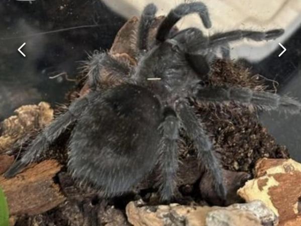 Image 6 of Tarantula collection for sale