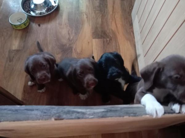 Image 5 of 3 Springer Cross puppies. *READY NOW*