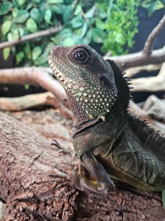 Image 4 of Adult male Chinese water dragon needing new home