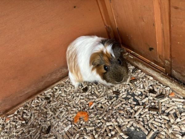 Image 5 of Two beautiful guinea pigs are looking for a new home