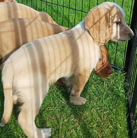 Image 4 of READY NOW KC WORKING COCKER SPANEL PUPPIES FOR SALE