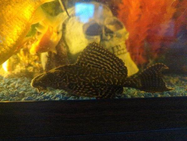 Image 3 of Medium-sized PLEC.MUST BE THE ONLY PLEC IN YOUR SET UP.
