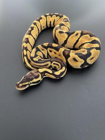 Image 6 of Various morphs of ball pythons.