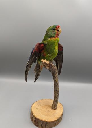 Image 13 of Taxidermy, Antique Collectables, Taxidermy Mounts,