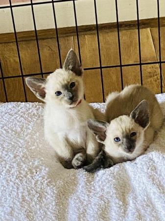 Image 7 of Stunning Registered Siamese Kittens
