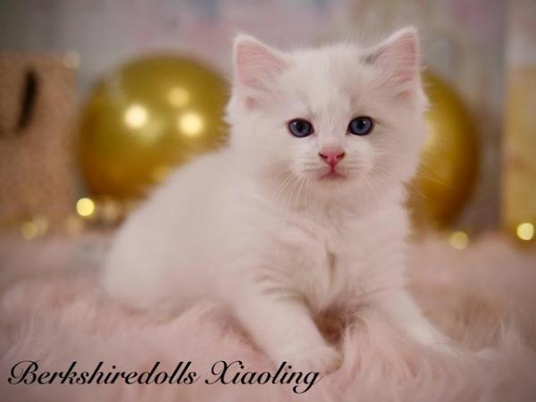 Image 5 of Absolutely beautiful pedigree ragdoll kittens