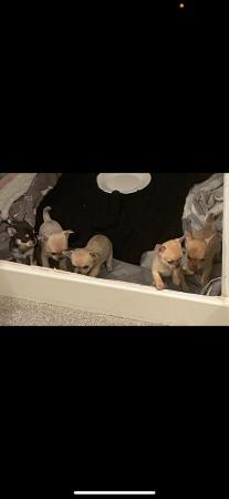 Image 4 of Stunning KC Registered Chihuahuas