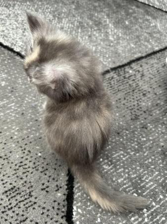 Image 10 of 1 female left - Beautiful Maine Coon Kittens