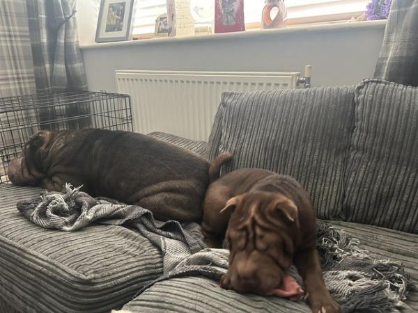 Image 4 of Female Sharpei puppy for sale
