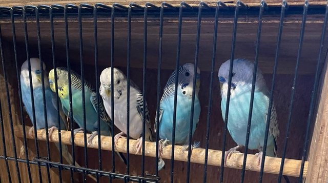 Image 10 of Young budgies for sale mixed colours